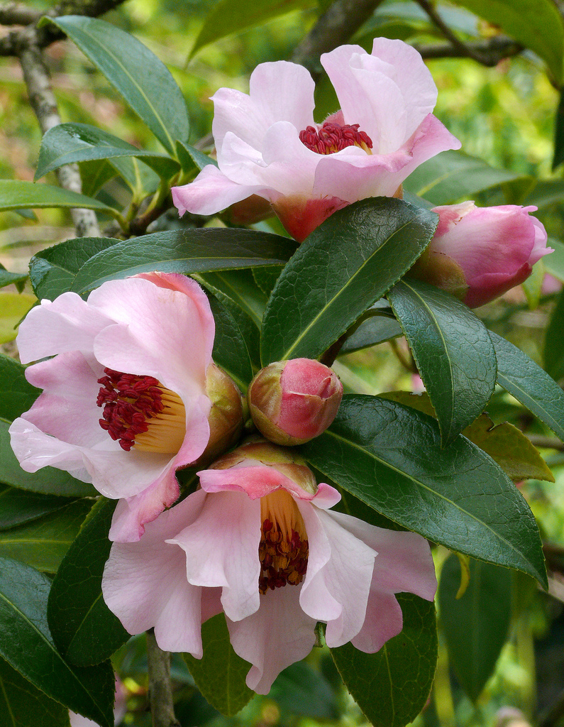 Camellia pitardii